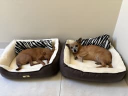 Cama Pet Retangular Confort M