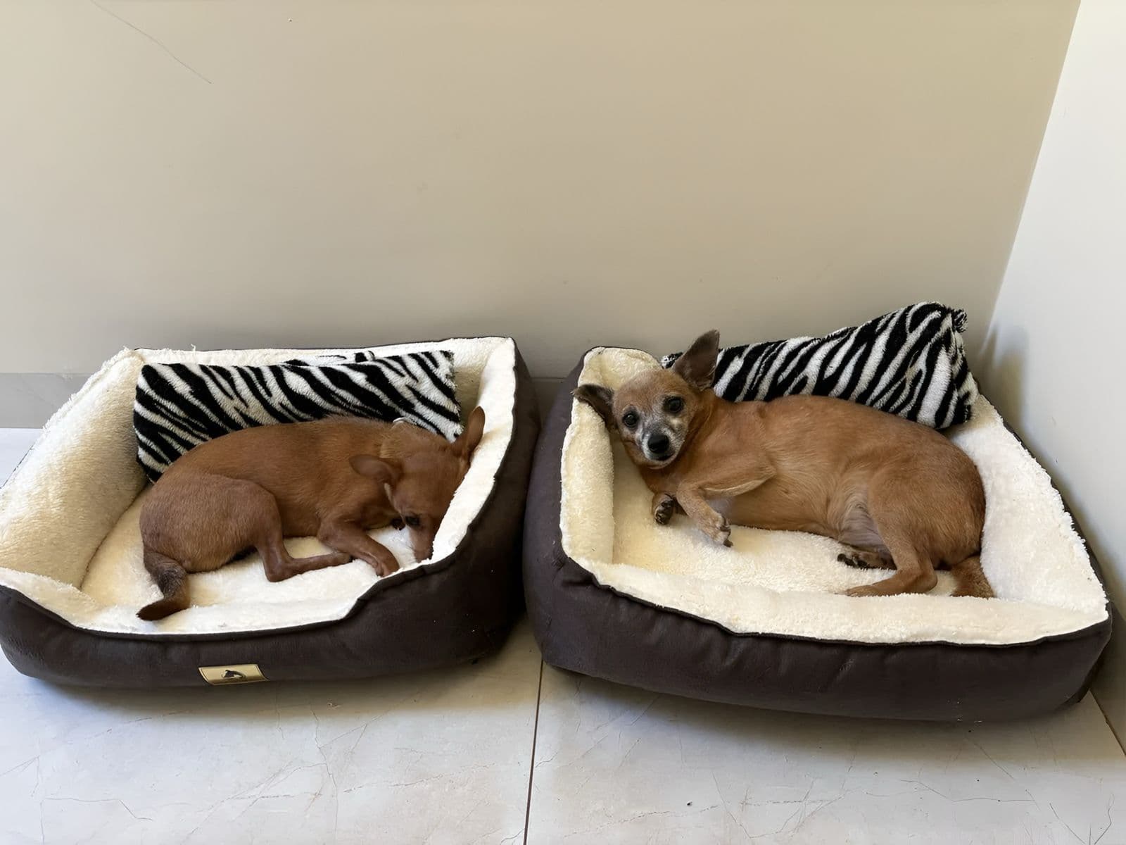 Cama Pet Retangular Confort M